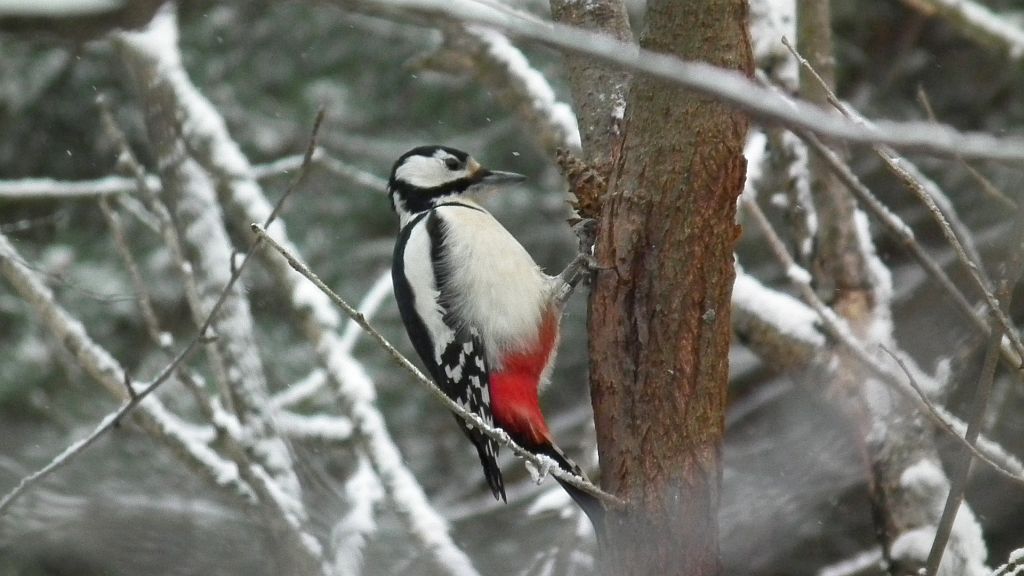 Dzięcioł duży (Dendrocopos major)