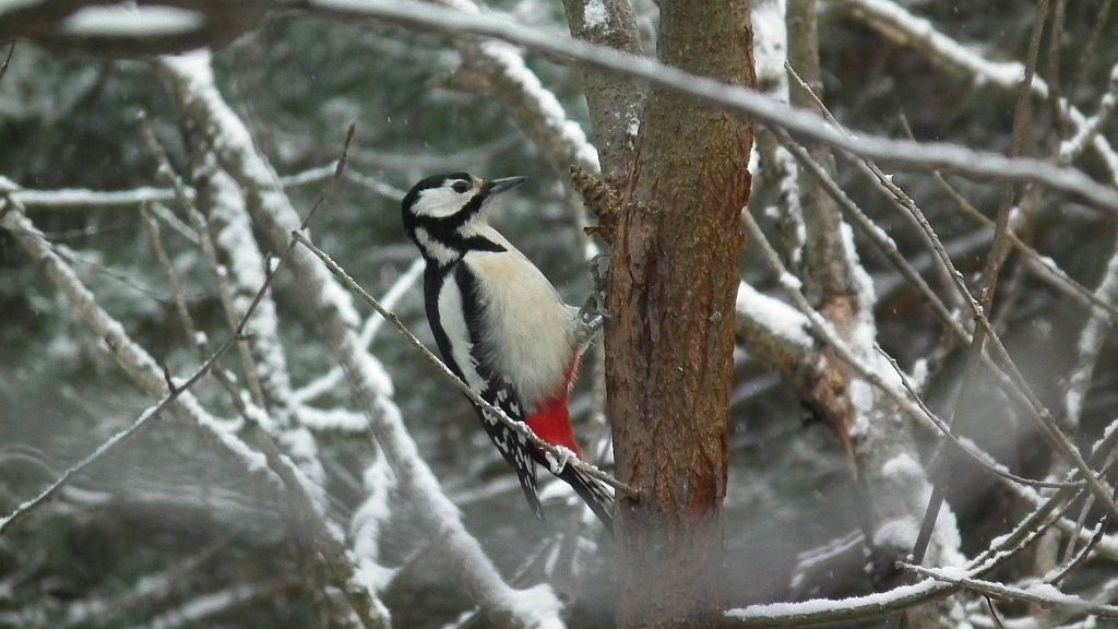Dzięcioł duży (Dendrocopos major)