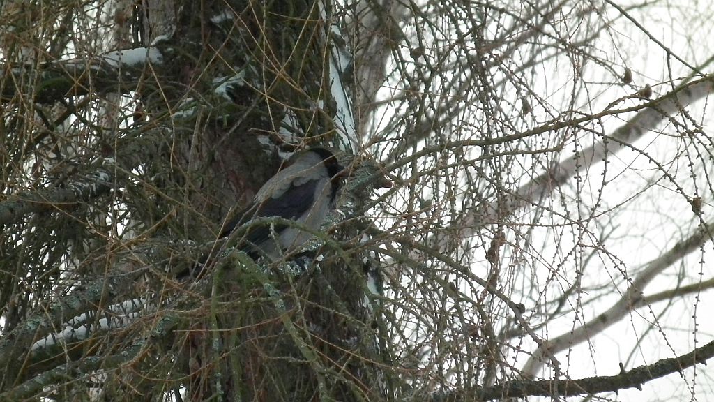 Wrona, wrona siwa (Corvus cornix)