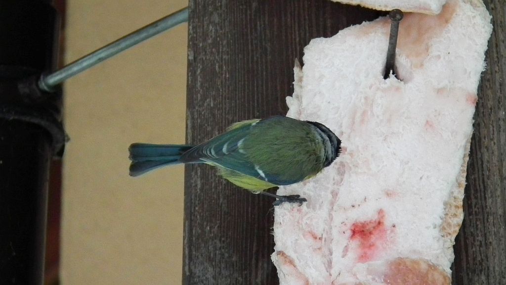 Modraszka, sikora modra (Cyanistes caeruleus syn. Parus caeruleus)