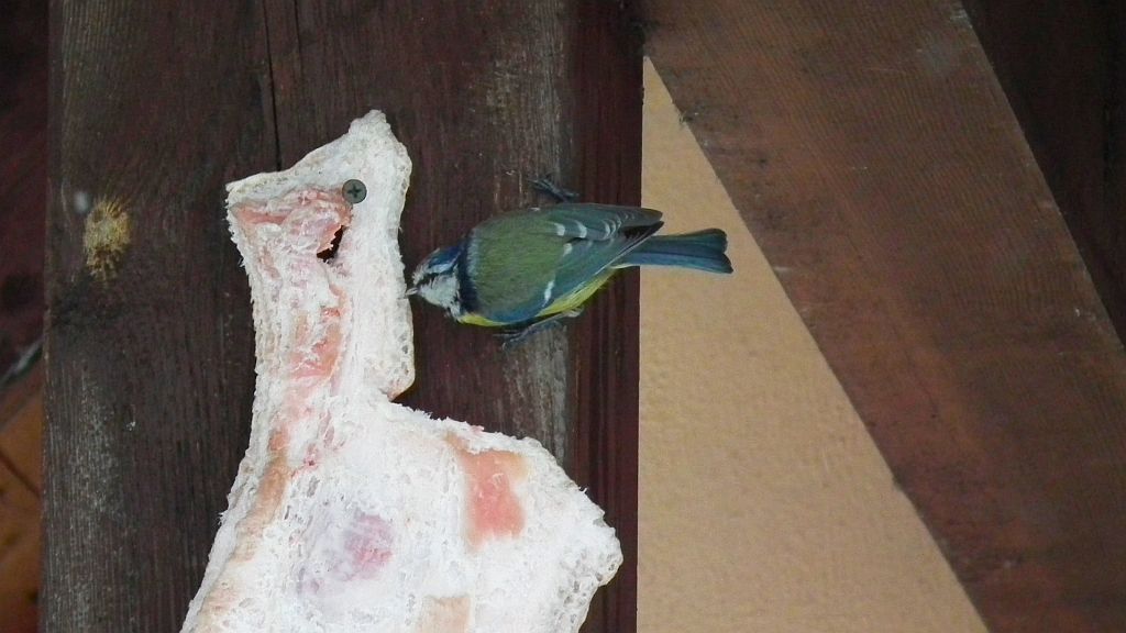 Modraszka, sikora modra (Cyanistes caeruleus syn. Parus caeruleus)