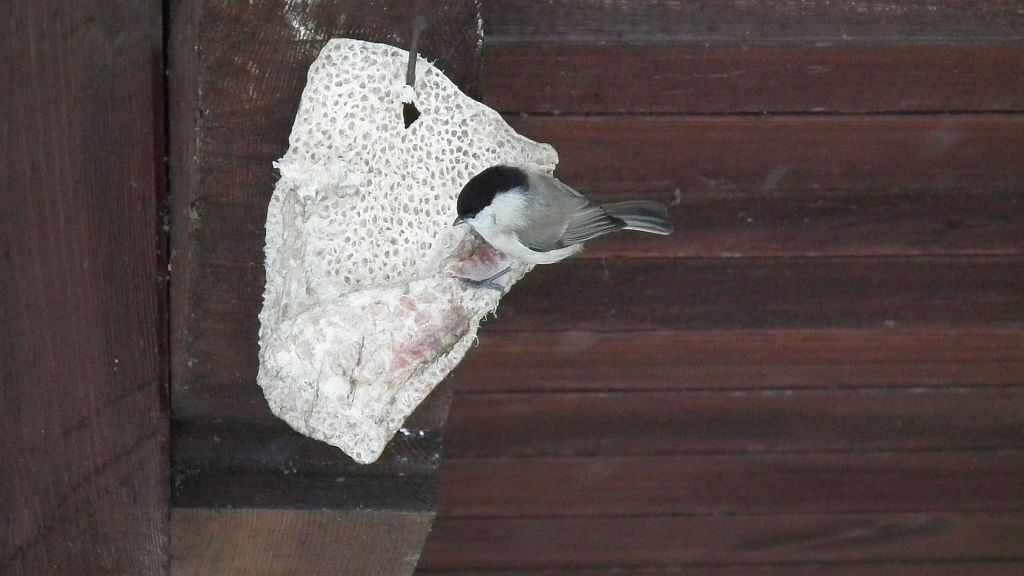 Sikora uboga, szarytka (Poecile palustris syn. Parus palustris)