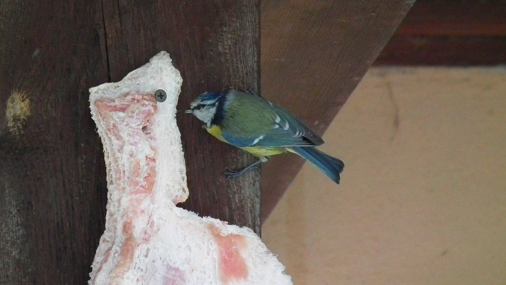 Modraszka, sikora modra (Cyanistes caeruleus syn. Parus caeruleus)