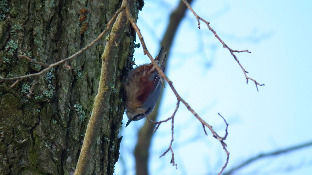 Kowalik, kowalik zwyczajny, bargiel (Sitta europaea)