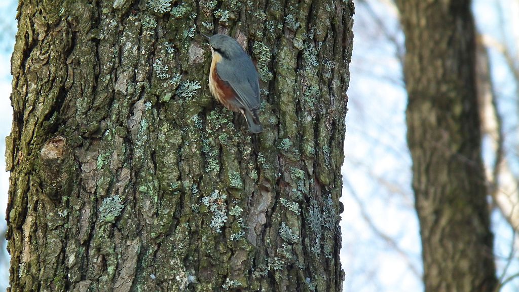 Kowalik, kowalik zwyczajny, bargiel (Sitta europaea)