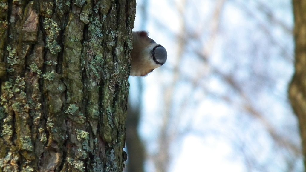 Kowalik, kowalik zwyczajny, bargiel (Sitta europaea)