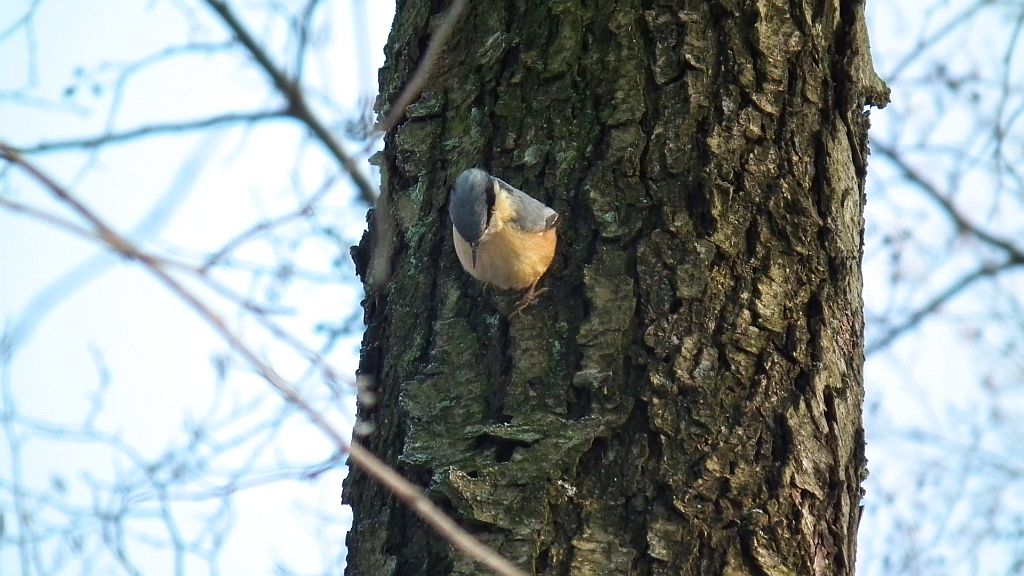 Kowalik, kowalik zwyczajny, bargiel (Sitta europaea)