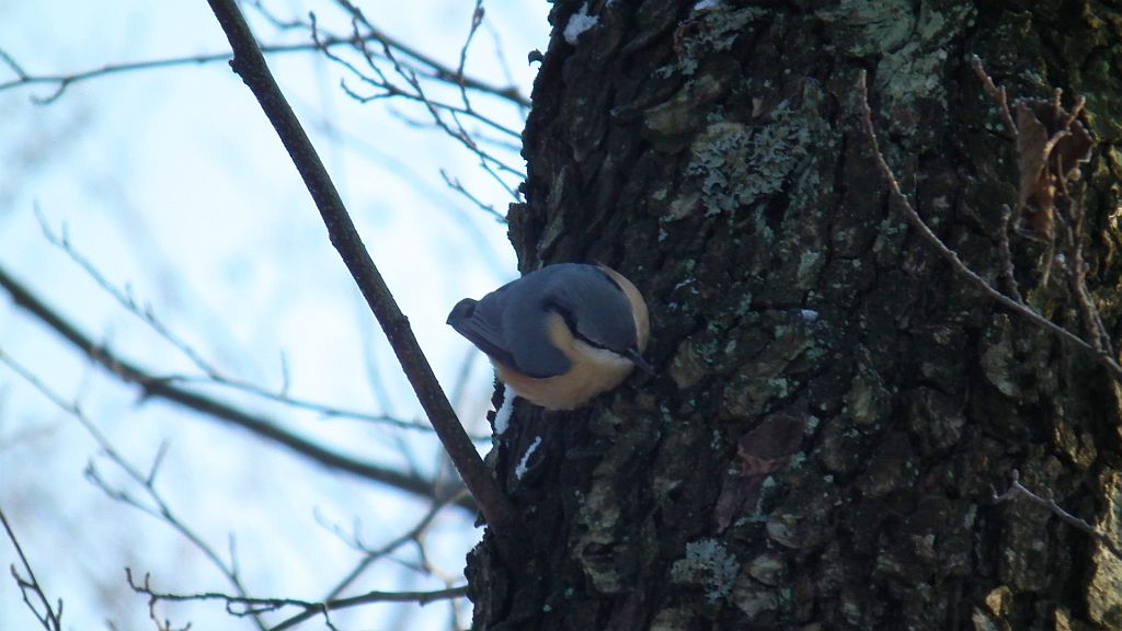 Kowalik, kowalik zwyczajny, bargiel (Sitta europaea)