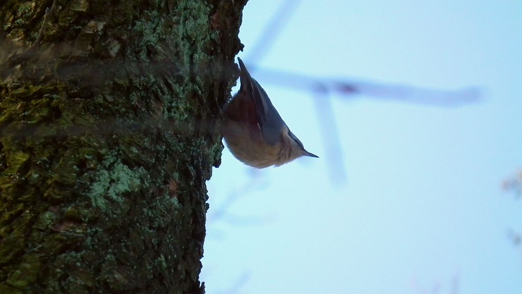 Kowalik, kowalik zwyczajny, bargiel (Sitta europaea)