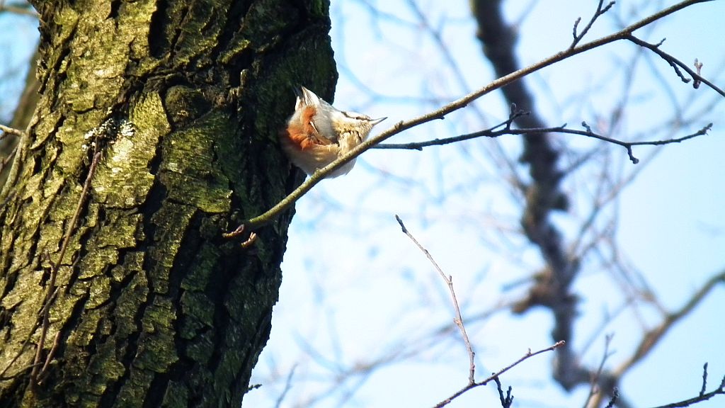 Kowalik, kowalik zwyczajny, bargiel (Sitta europaea)