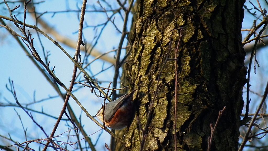 Kowalik, kowalik zwyczajny, bargiel (Sitta europaea)