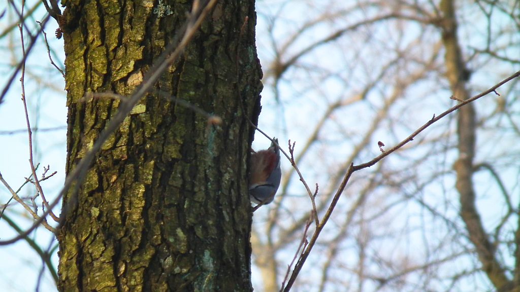 Kowalik, kowalik zwyczajny, bargiel (Sitta europaea)