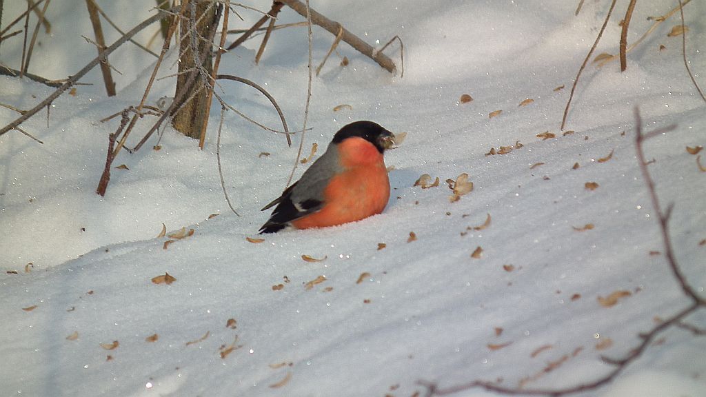 Gil (Pyrrhula pyrrhula)