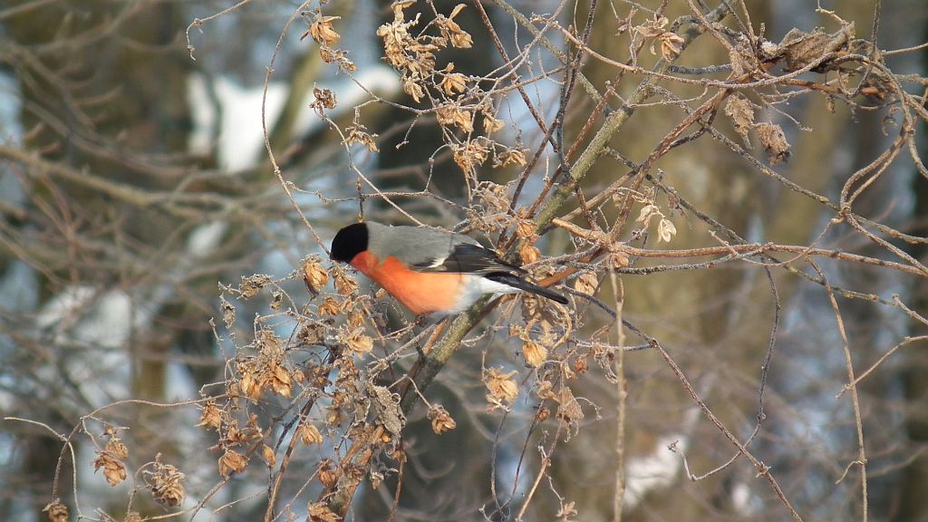 Gil (Pyrrhula pyrrhula)