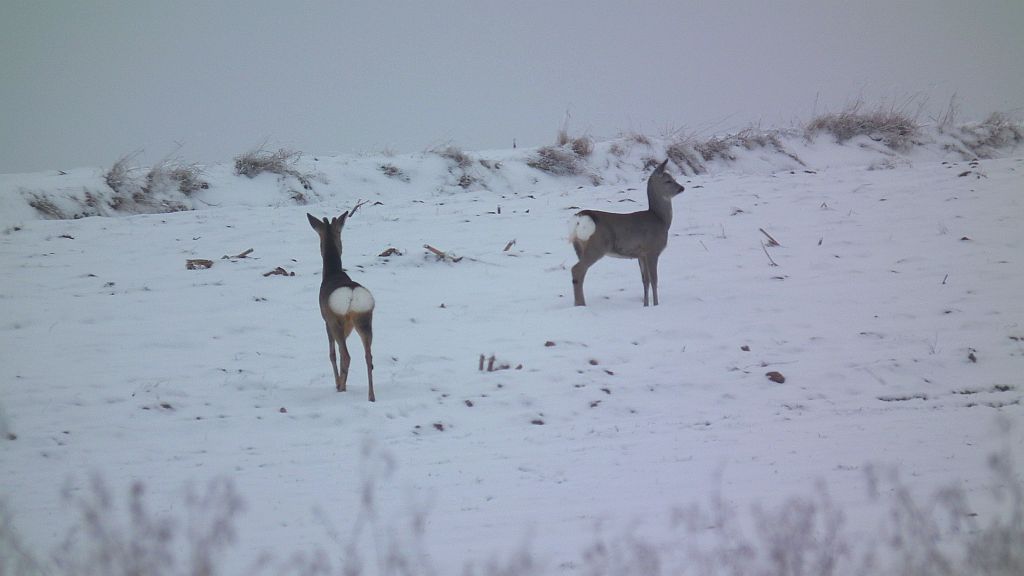 Sarna europejska (Capreolus capreolus)