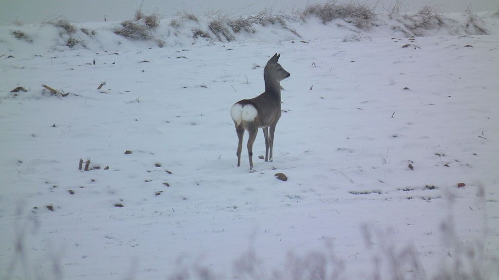Sarna europejska (Capreolus capreolus)