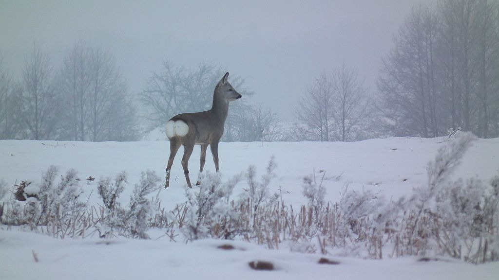 Sarna europejska (Capreolus capreolus)