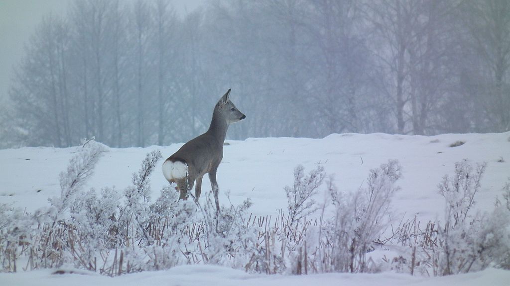 Sarna europejska (Capreolus capreolus)