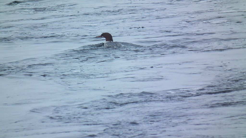 Nurogęś, tracz nurogęś (Mergus merganser)
