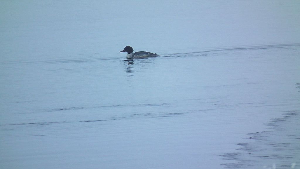 Nurogęś, tracz nurogęś (Mergus merganser)
