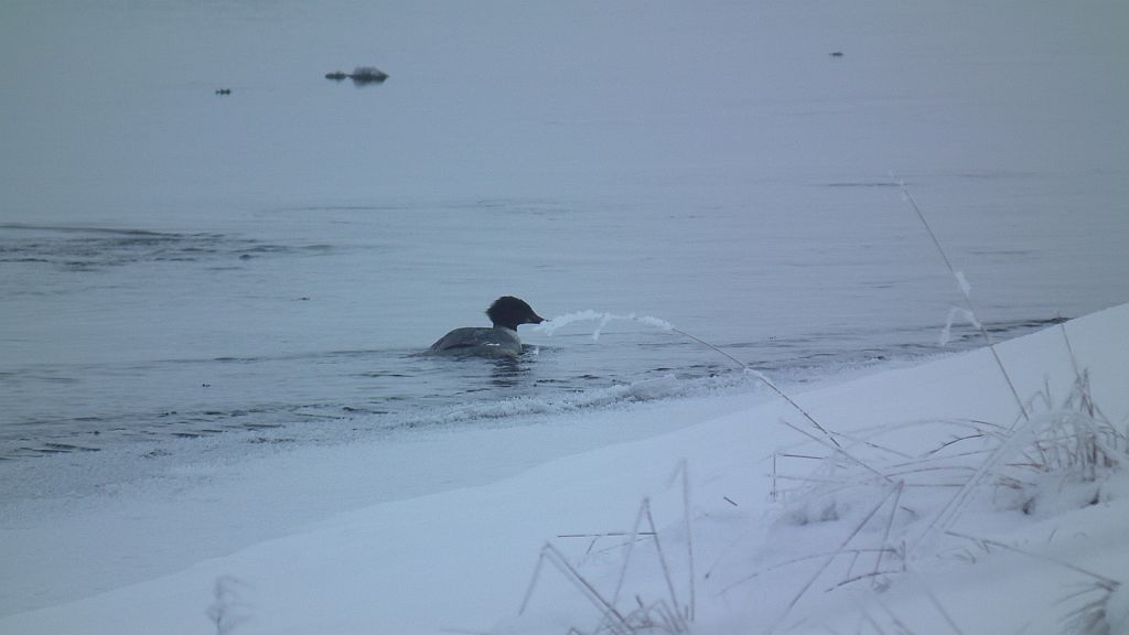 Nurogęś, tracz nurogęś (Mergus merganser)