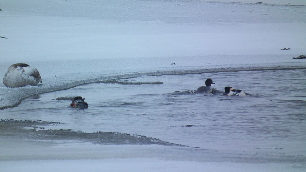 Nurogęś, tracz nurogęś (Mergus merganser)