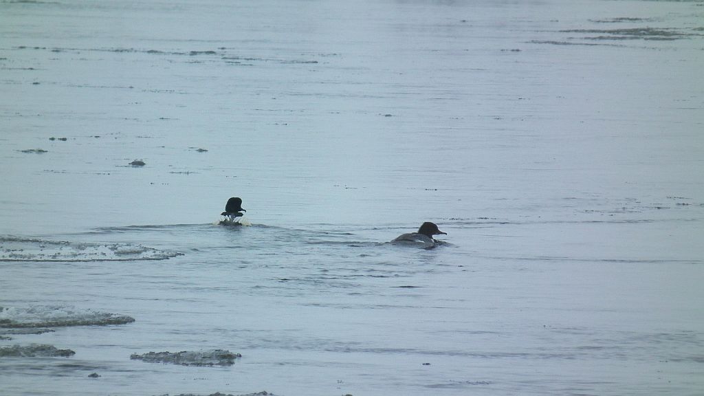 Nurogęś, tracz nurogęś (Mergus merganser)
