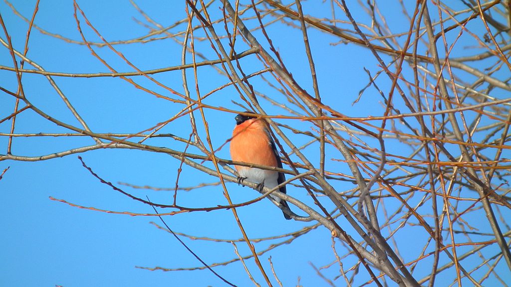 Gil (Pyrrhula pyrrhula)