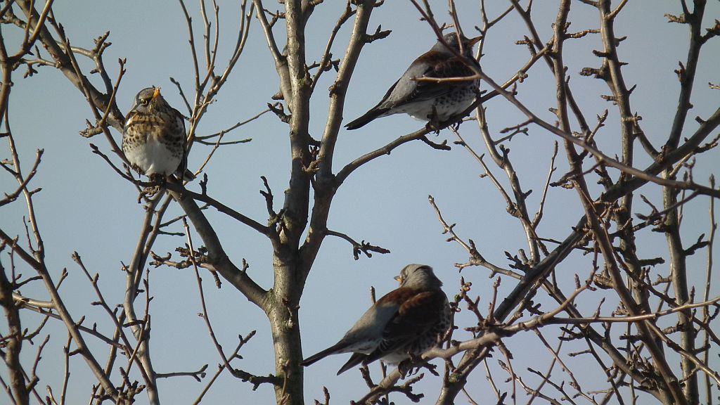 Kwiczoł (Turdus pilaris)
