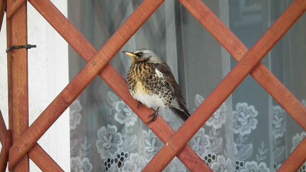 Kwiczoł (Turdus pilaris)