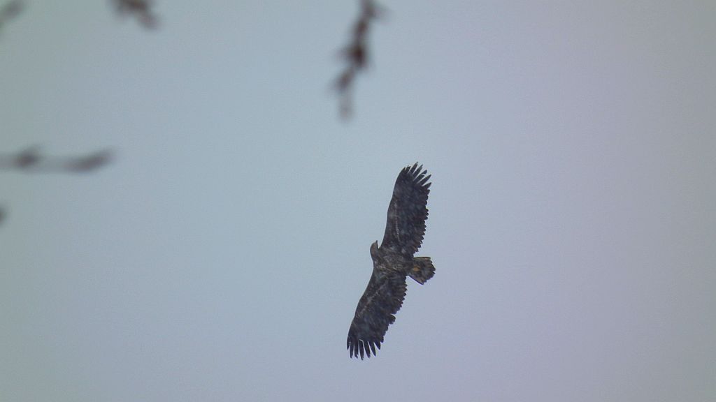 Bielik zwyczajny, bielik (Haliaeetus albicilla)