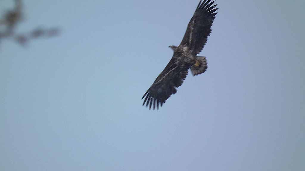 Bielik zwyczajny, bielik (Haliaeetus albicilla)