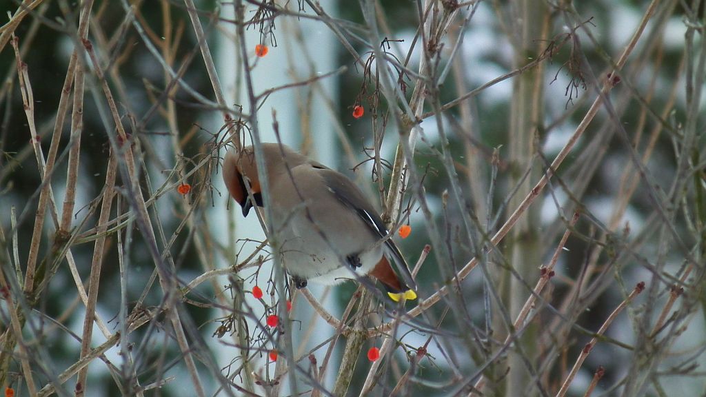 Jemiołuszka (Bombycilla garrulus)