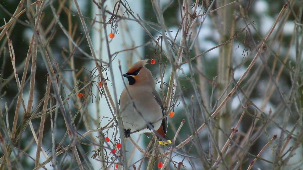 Jemiołuszka (Bombycilla garrulus)