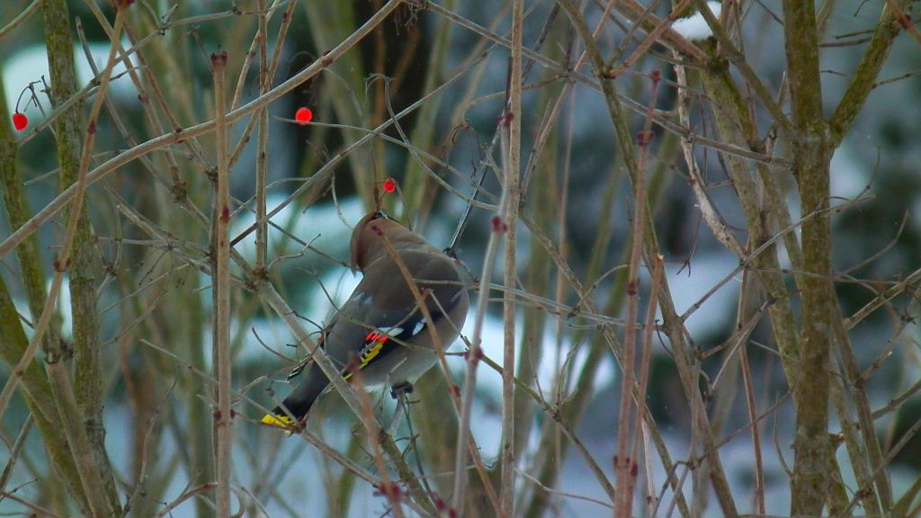 Jemiołuszka (Bombycilla garrulus)