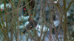 Jemiołuszka (Bombycilla garrulus)
