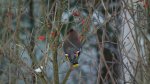 Jemiołuszka (Bombycilla garrulus)