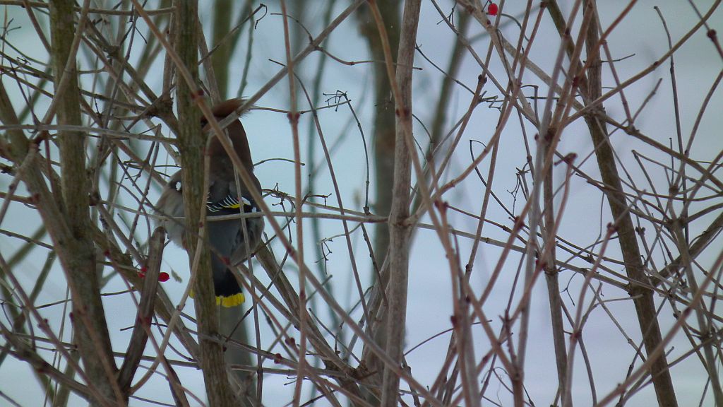 Jemiołuszka (Bombycilla garrulus)
