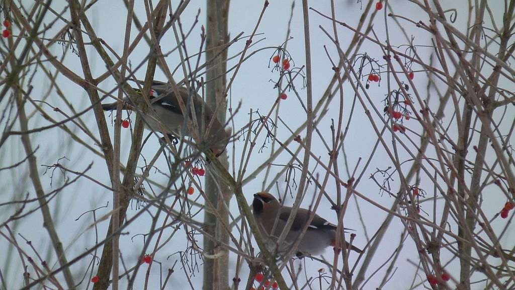 Jemiołuszka (Bombycilla garrulus)