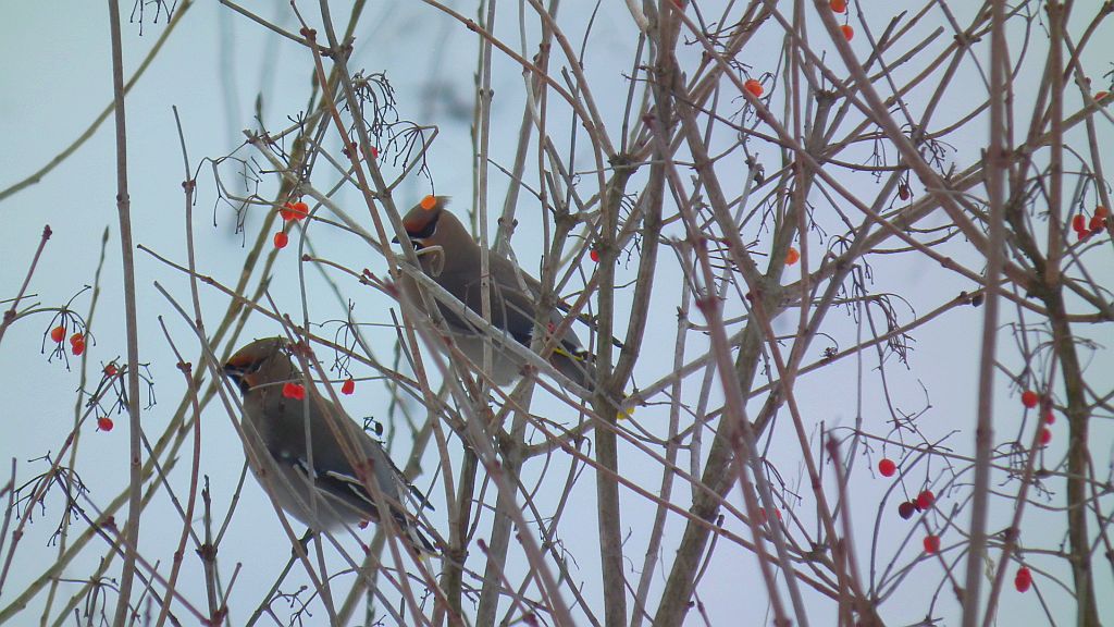 Jemiołuszka (Bombycilla garrulus)