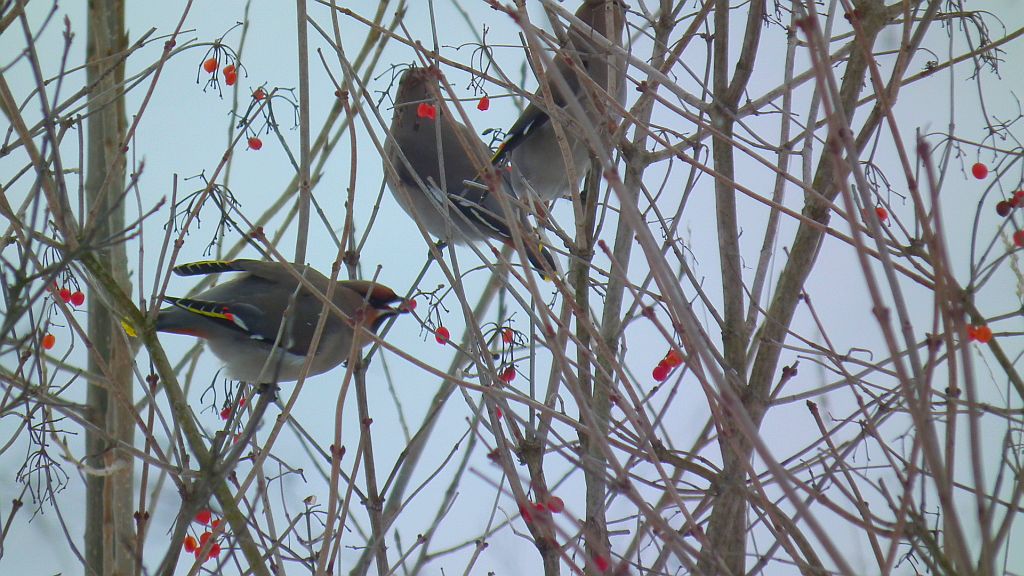 Jemiołuszka (Bombycilla garrulus)