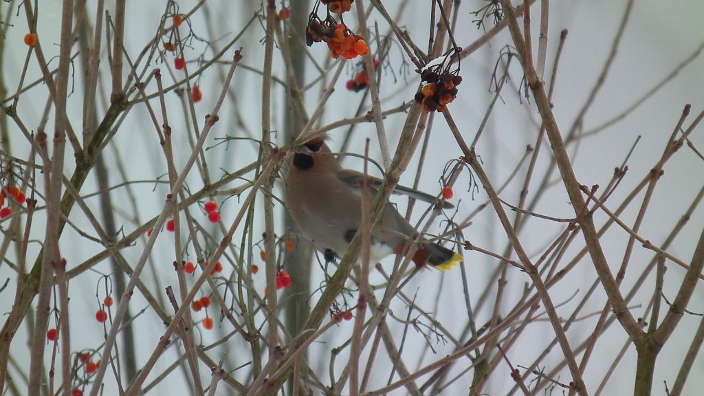 Jemiołuszka (Bombycilla garrulus)
