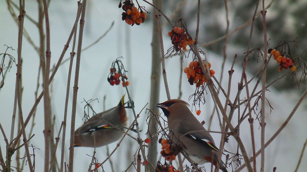 Jemiołuszka (Bombycilla garrulus)
