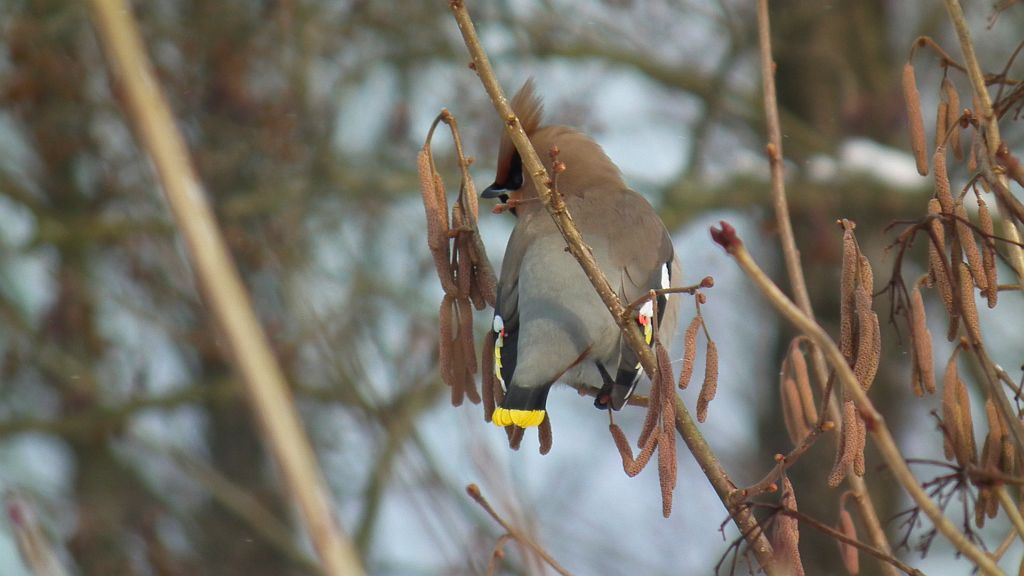 Jemiołuszka (Bombycilla garrulus)