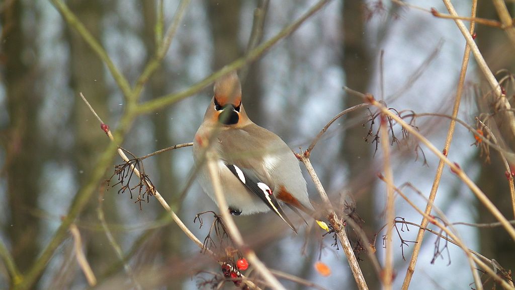 Jemiołuszka (Bombycilla garrulus)