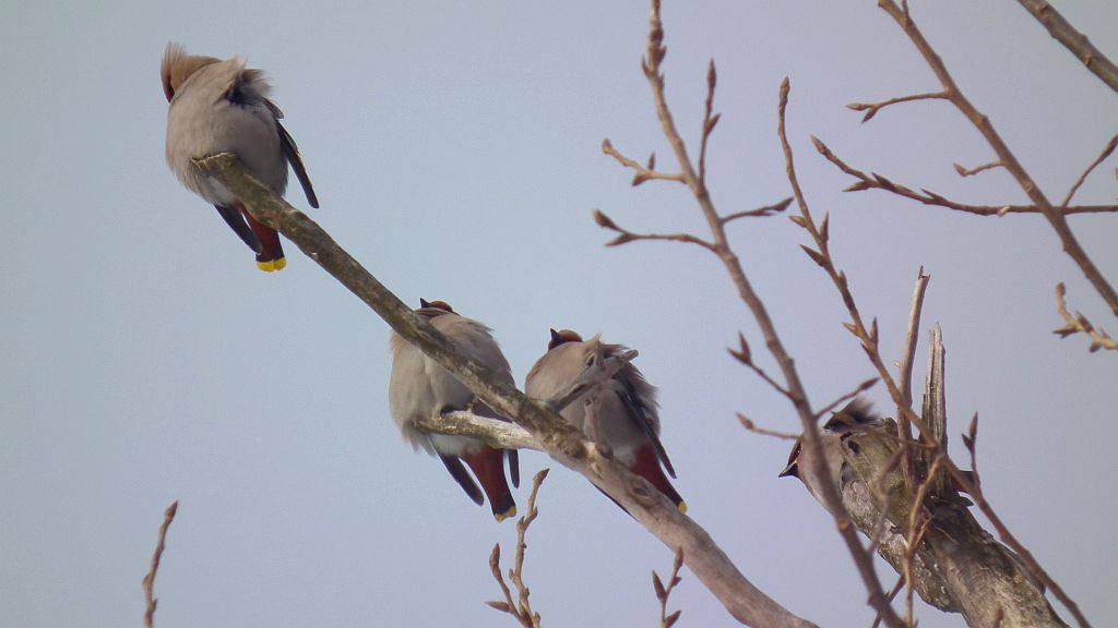 Jemiołuszka (Bombycilla garrulus)