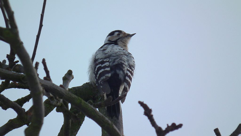 Dzięciołek /dzięcioł mały (Dendrocopos minor)