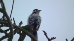 Dzięciołek /dzięcioł mały (Dendrocopos minor)