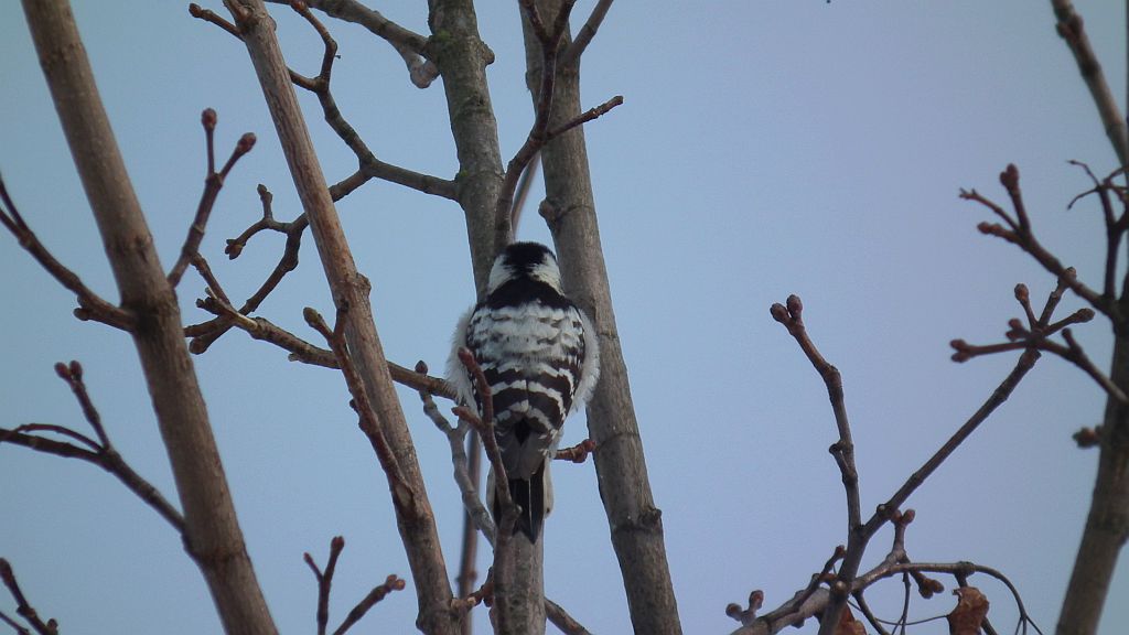 Dzięciołek /dzięcioł mały (Dendrocopos minor)