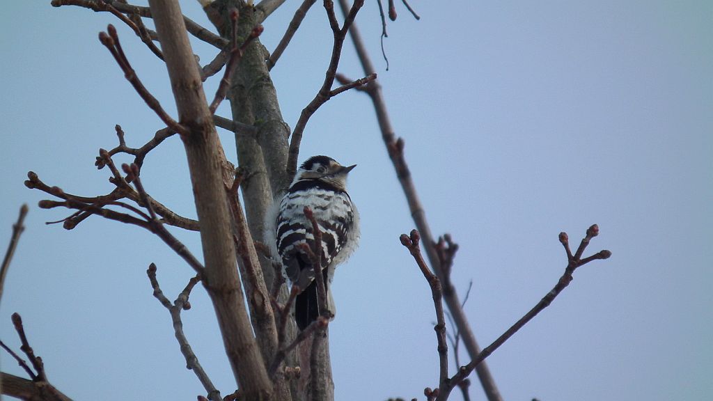 Dzięciołek /dzięcioł mały (Dendrocopos minor)